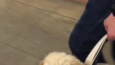 Dog gets carried in bag