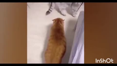 nteresting and funny movement of pets