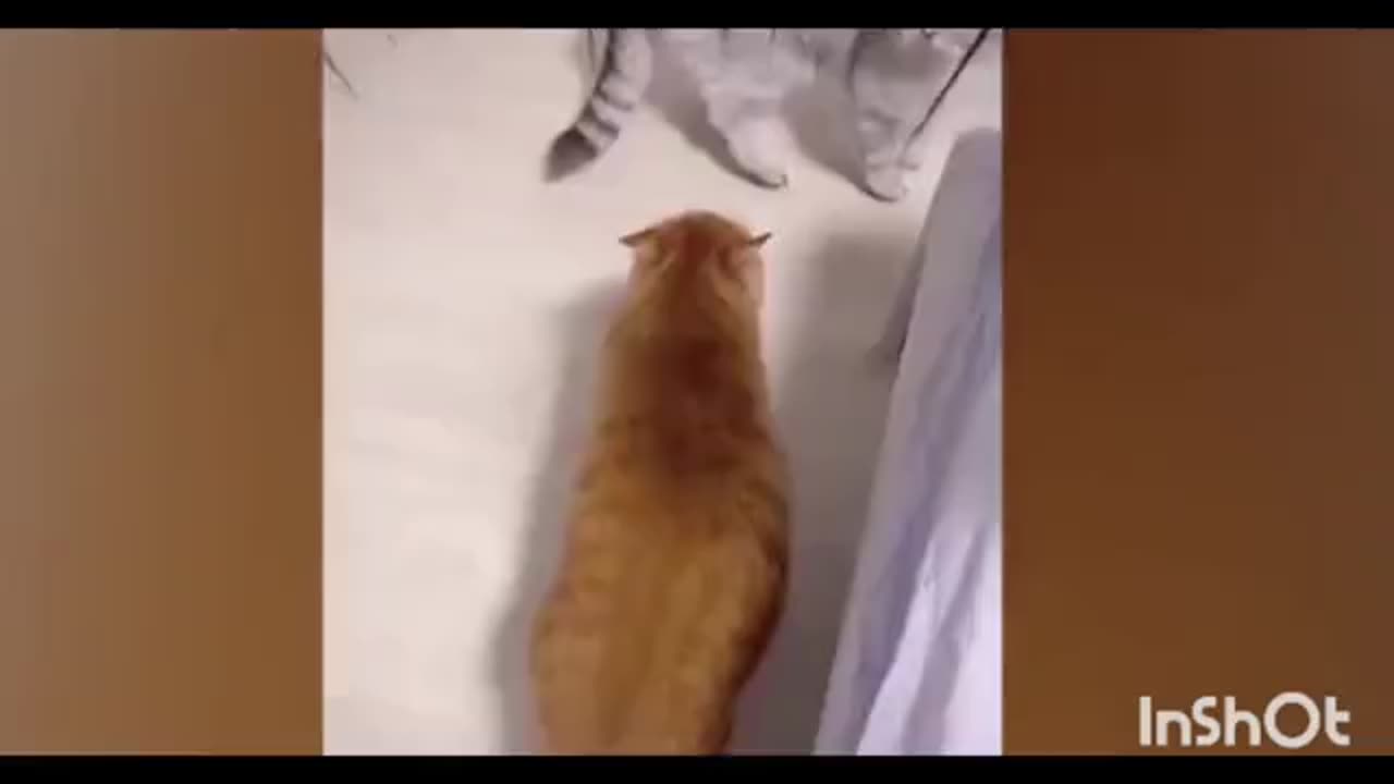 nteresting and funny movement of pets