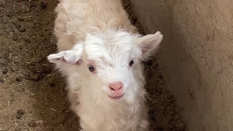 Raise a lamb