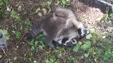 Raccoon sisters playing