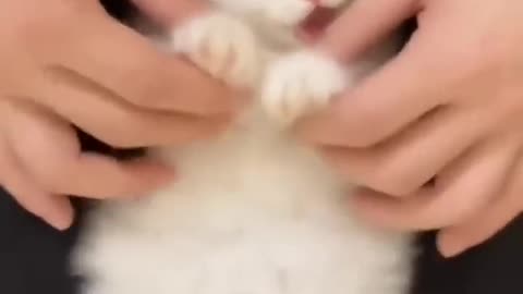 Beautiful Cats nice and Funny Cats & Kittens video MrFerozSFJ