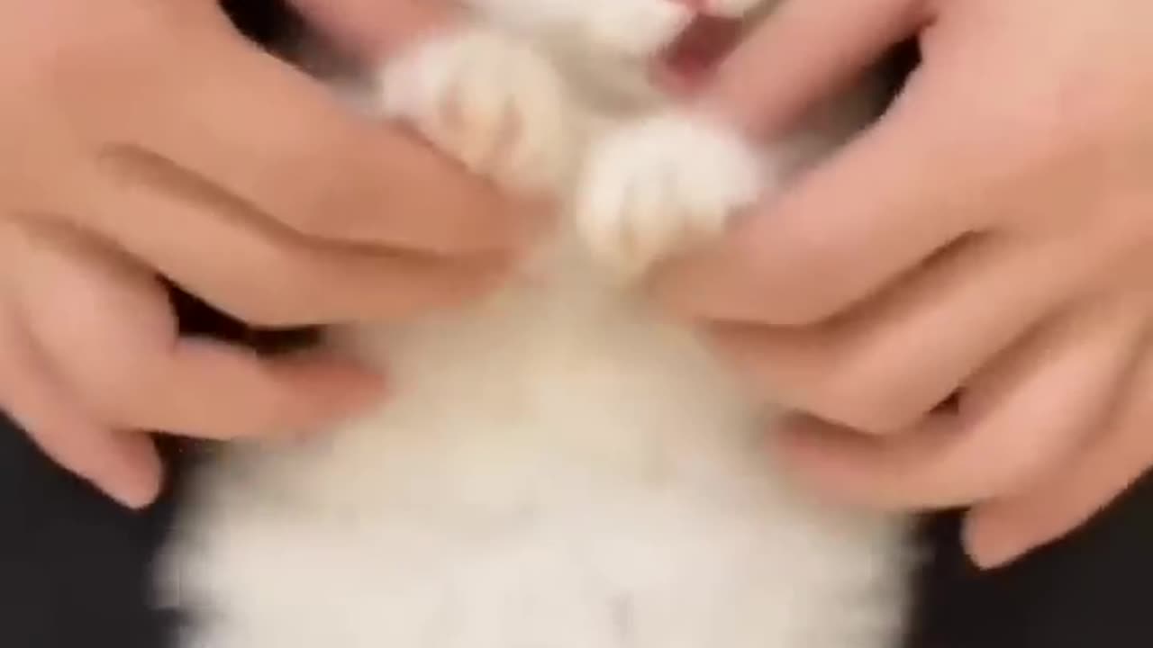 Beautiful Cats nice and Funny Cats & Kittens video MrFerozSFJ