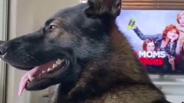 Funny Our Police, the Best Dog, German Shepherd