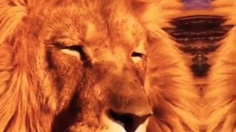 you love animals _ cute animals video _ TikTok Compilations _ _shorts _animals
