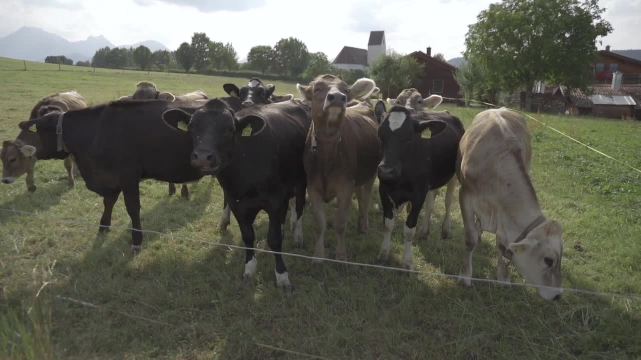 A bunch of cows look at the camera. Big mountains on background