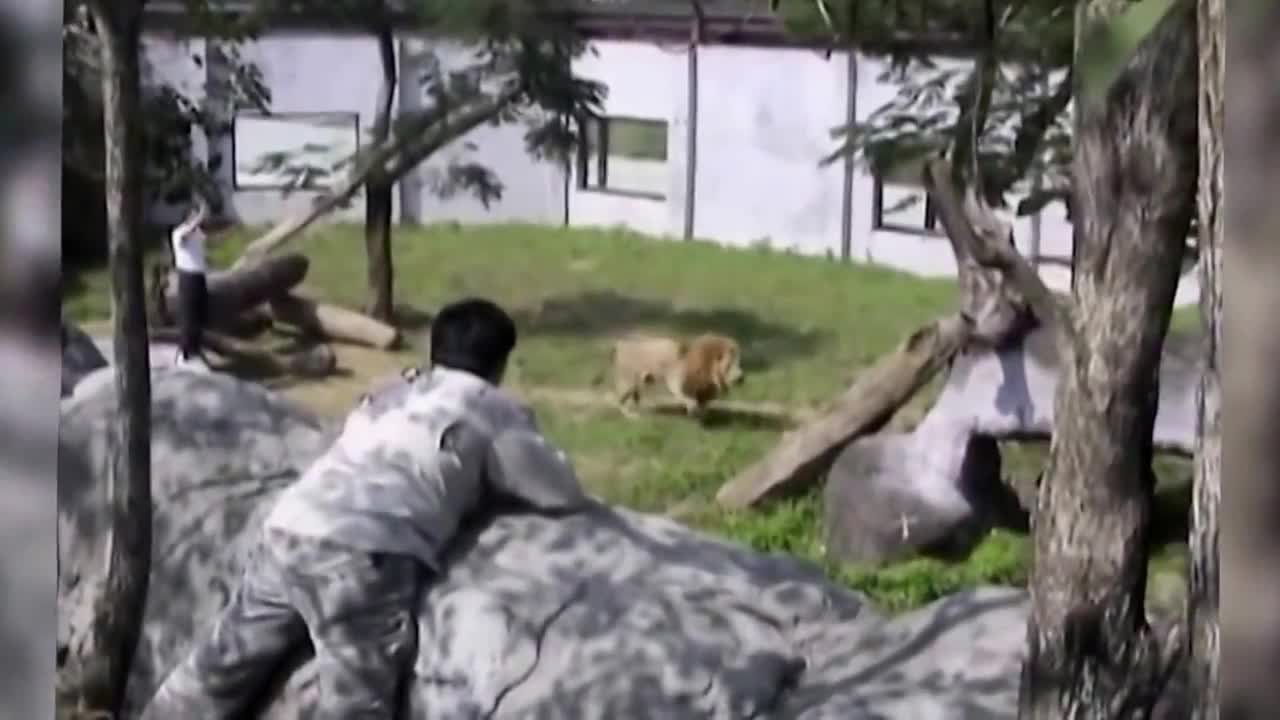 Crazy man enters Lions DEN and almost killed, not for sensitive viewers....watch till end