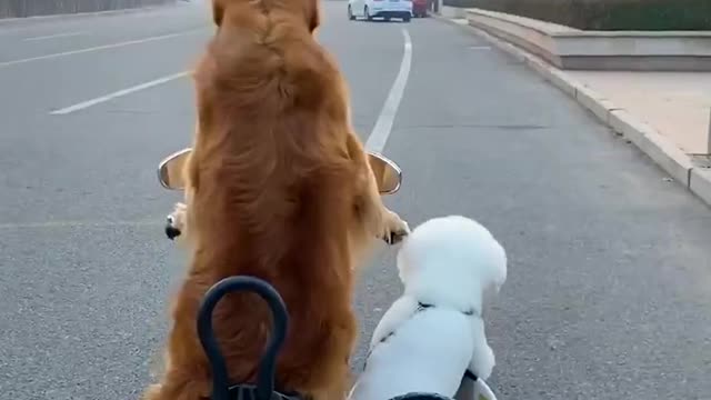 amazed 2 dogs walking together in an electric car