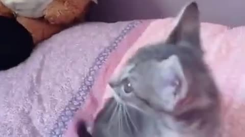 Best Funny Animal Videos 2022 🤣- Funniest Dogs And Cats Videos