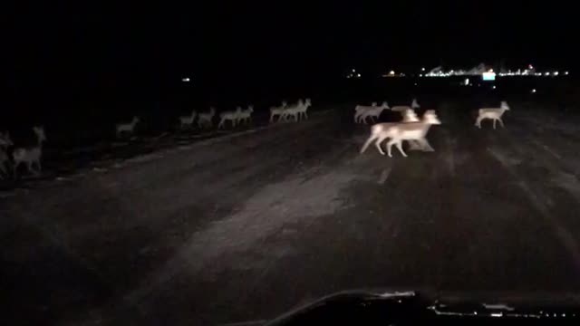 Herd of Antelope Migrate Across Interstate