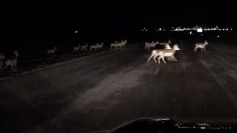 Herd of Antelope Migrate Across Interstate