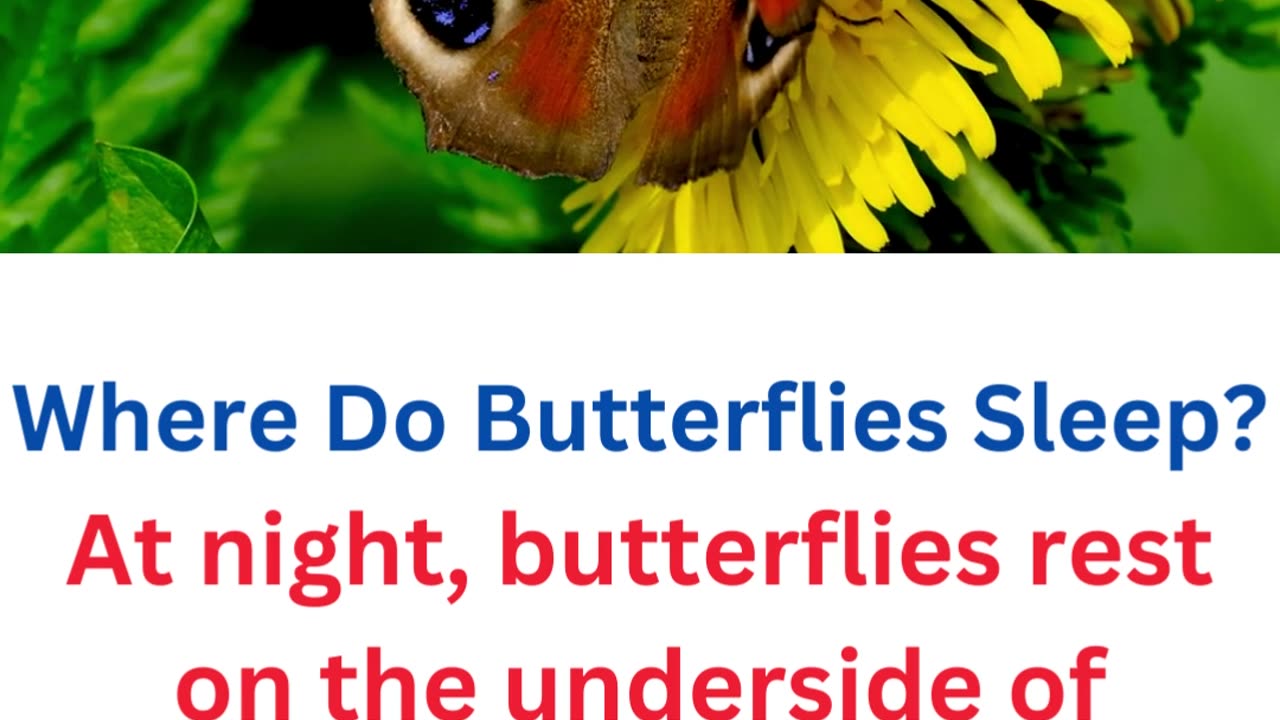 fact about butterflies...12/25