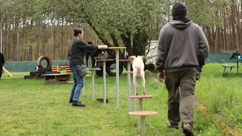 Dog training