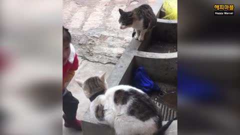 This cute cats and Dogs when they see each other