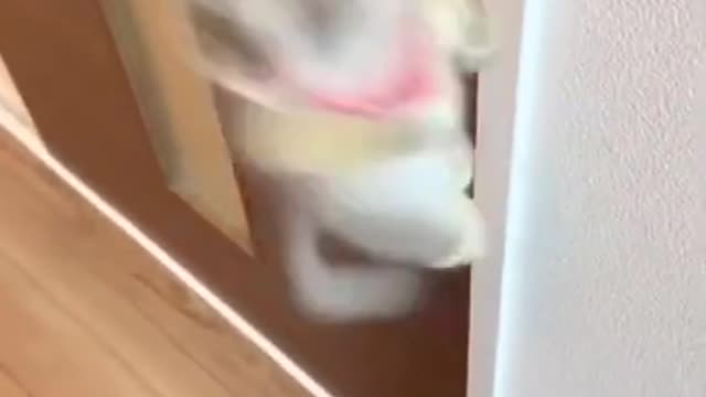 Funniest and hilarious moment with pets