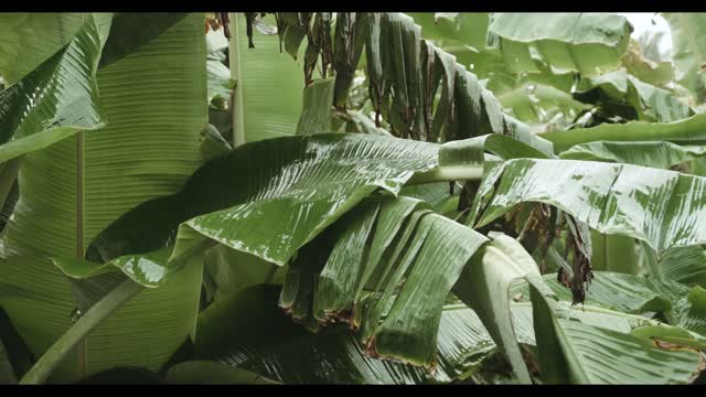 Sound of rain on plants