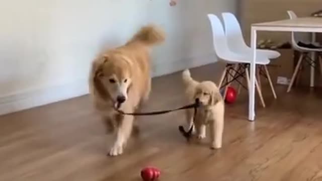 Funny Dog - Brothers