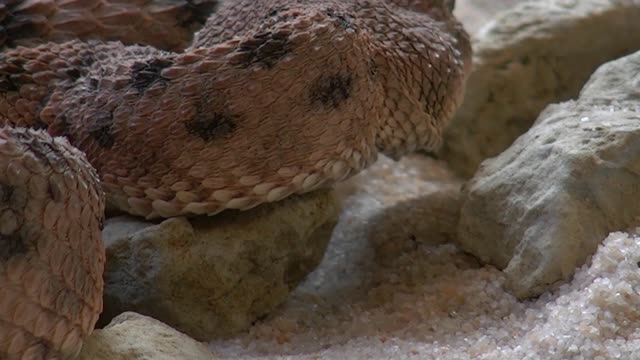 (Horned desert viper)