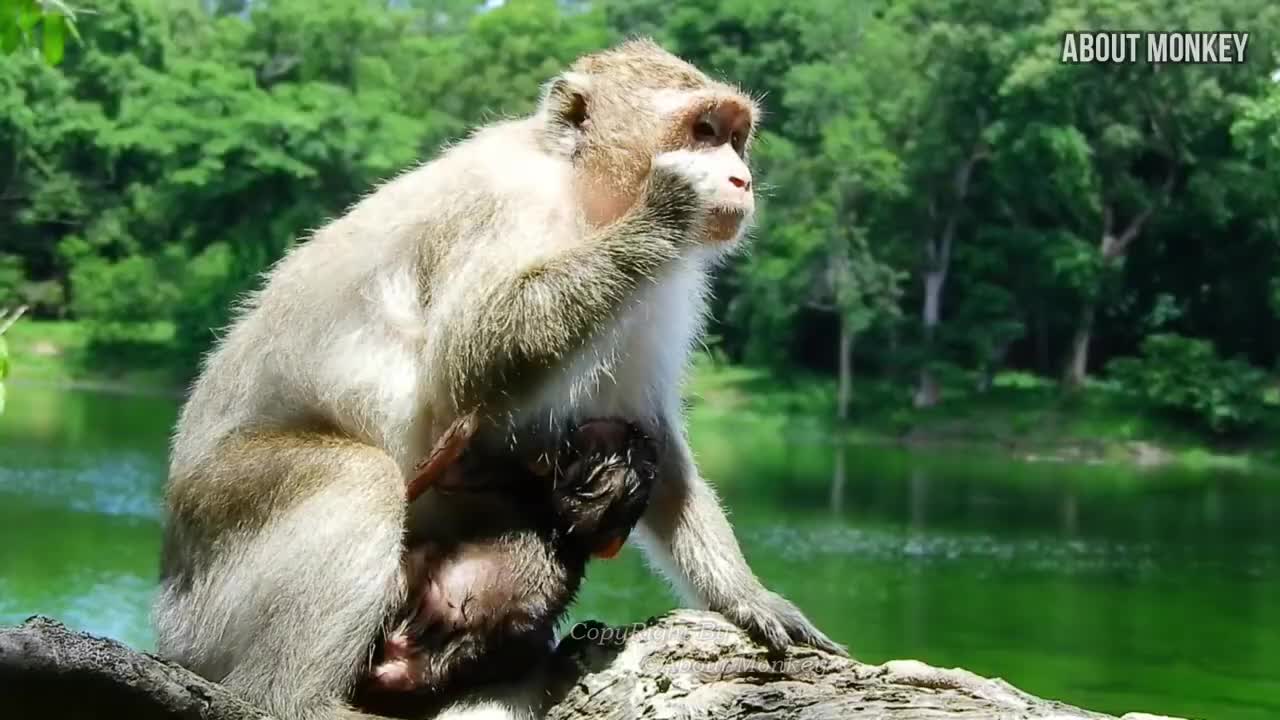 47.Oh..Baby Monkey Poppy..!! Why Mom Patty Keep Her Baby Under Water- It's Will Be Drowned