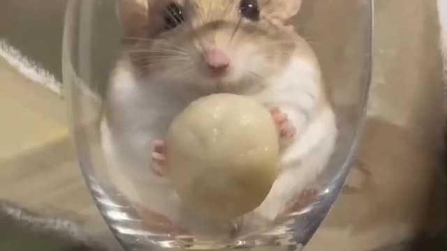 What a cute hamster