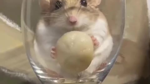 What a cute hamster