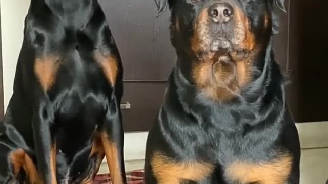 DANGEROUS DOG #ROTTWEILER #VIRAL