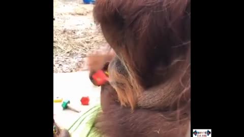 Funny monkey 🙉 videos