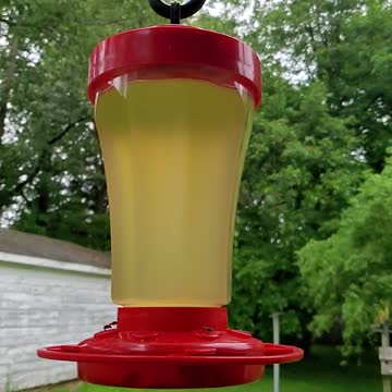 Ruby-Throated Hummingbird in Slow-Motion
