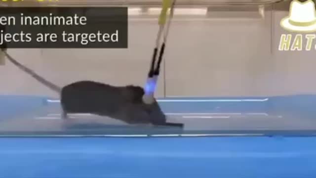 Mice test proves the power of frequency on behavior? 5G is behavior control?