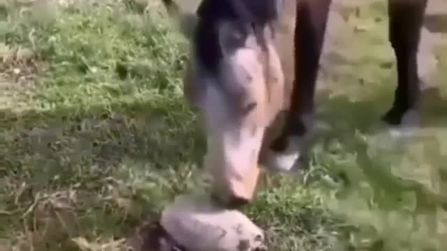 Amazing video of animals having fun, very funny