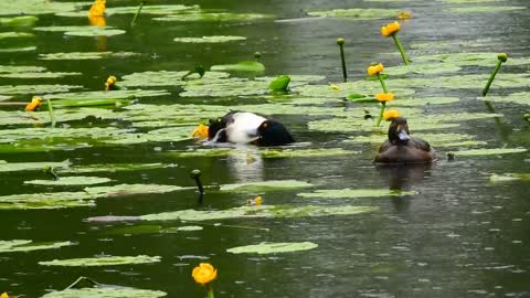 A calm view of ducks in the water is pleasing to the eyes