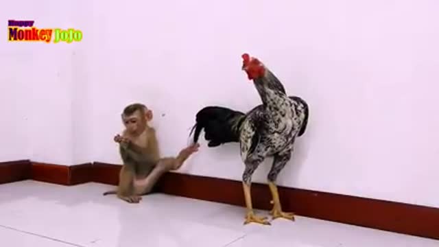 This tiny playful monkey get hurt by a chicken