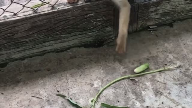 Clever Monkey Snags Out of Reach Snack