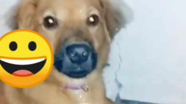 dog funny video intrested