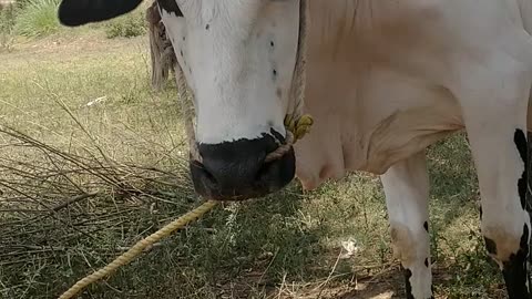 Cow