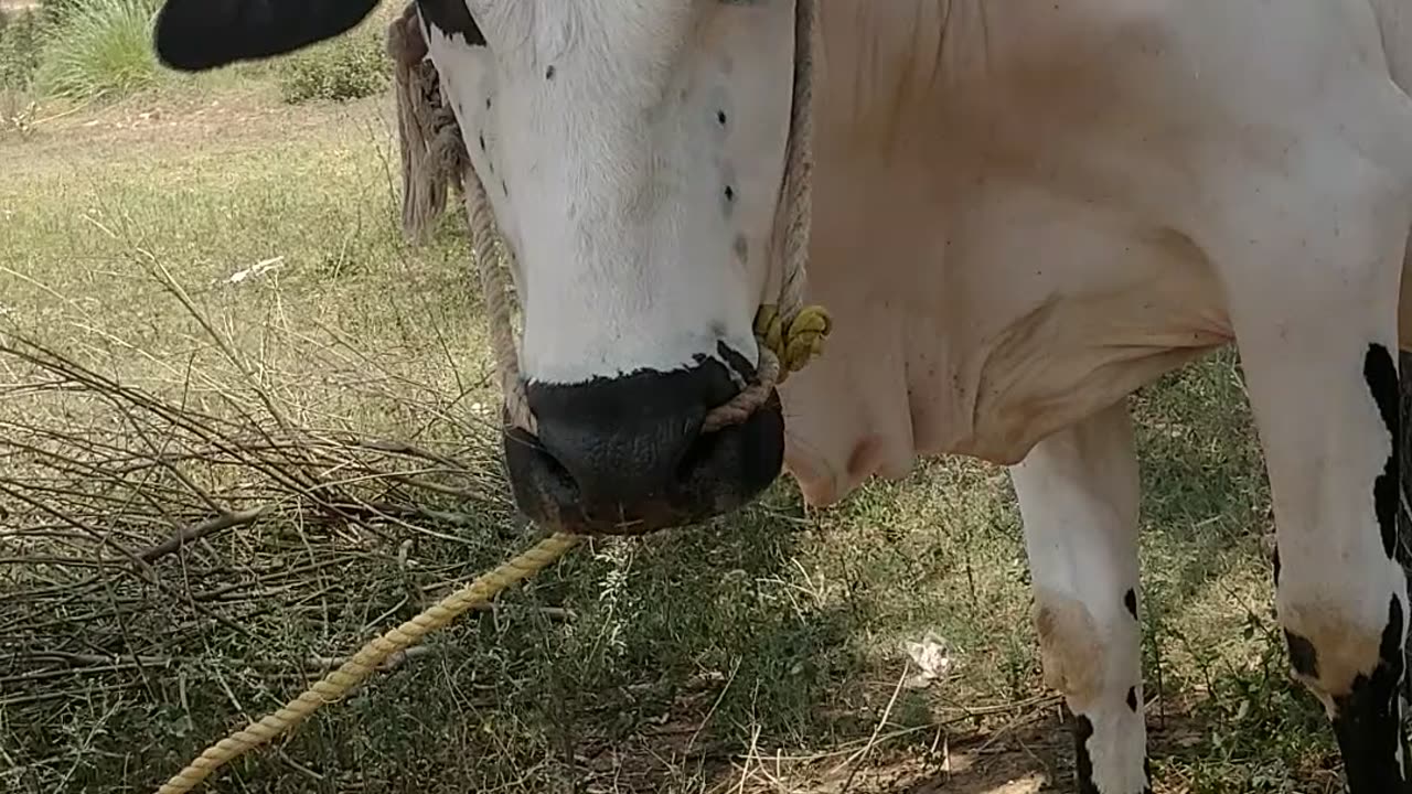 Cow