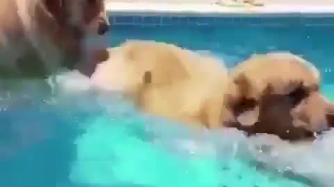 They are playing happily in the water