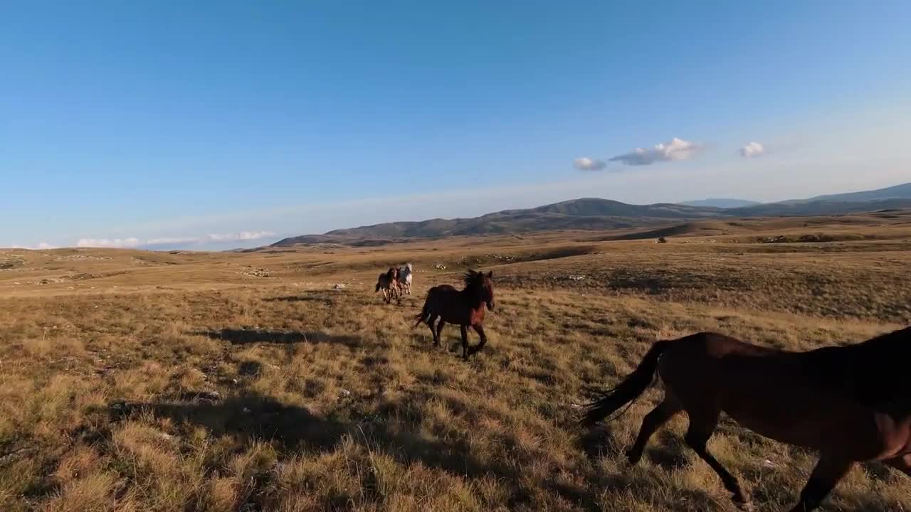 Aerial FPV drone shot of a chasing and flying close around herd of wild horses running