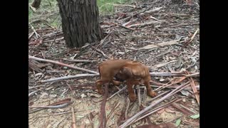 Beautiful, Bold Rhodesian Ridgeback Puppy