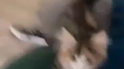 Funny Animals#shorts#animals