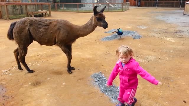 TRY NOT TO LAUGH _ Funny Babies At The Zoo - LAUGH TRIGGER