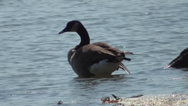 359 Toussaint Wildlife - Oak Harbor Ohio - Geese Stop By Before Their Long Journey