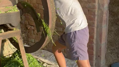 Kid Cutting Forage with Hand Machine | DIY Farm Work