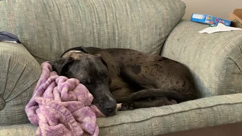 Service Dog: Cuteness during online class at home...