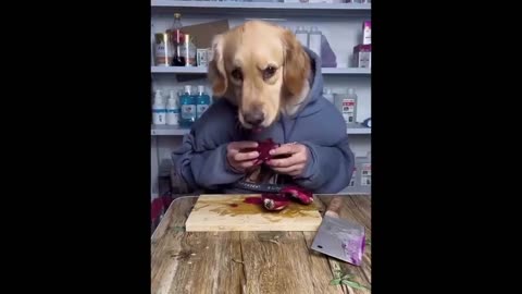 New Funny Animals 😂 Funniest Cats and Dogs Videos