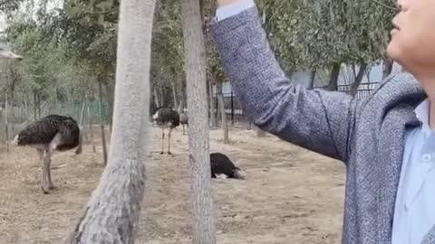 Ostrich playing with the breeder