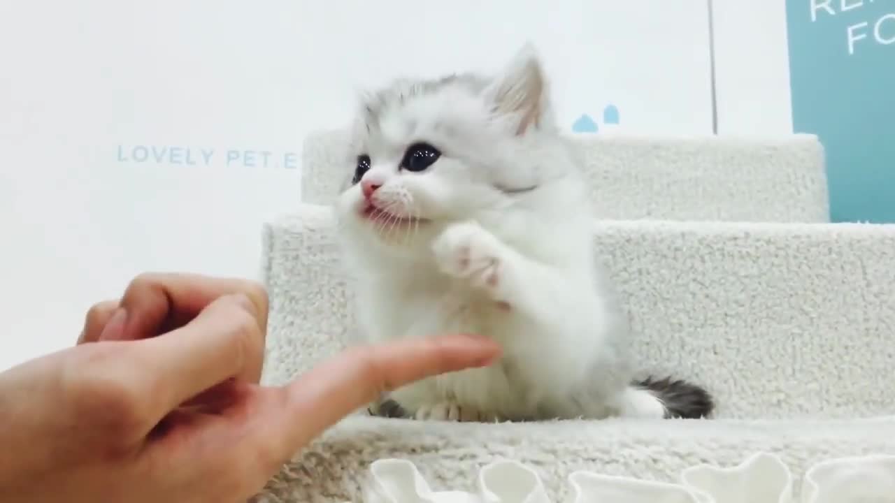 very cute cat puppy