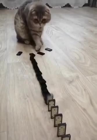 Cute cat baby cat rumble