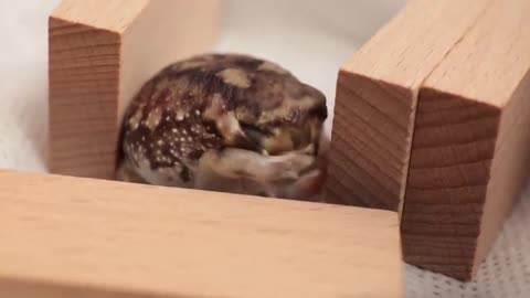 Tiny round rain frog wakes up, yawns, rubs his eyes, then squeezes himself into his tiny hole