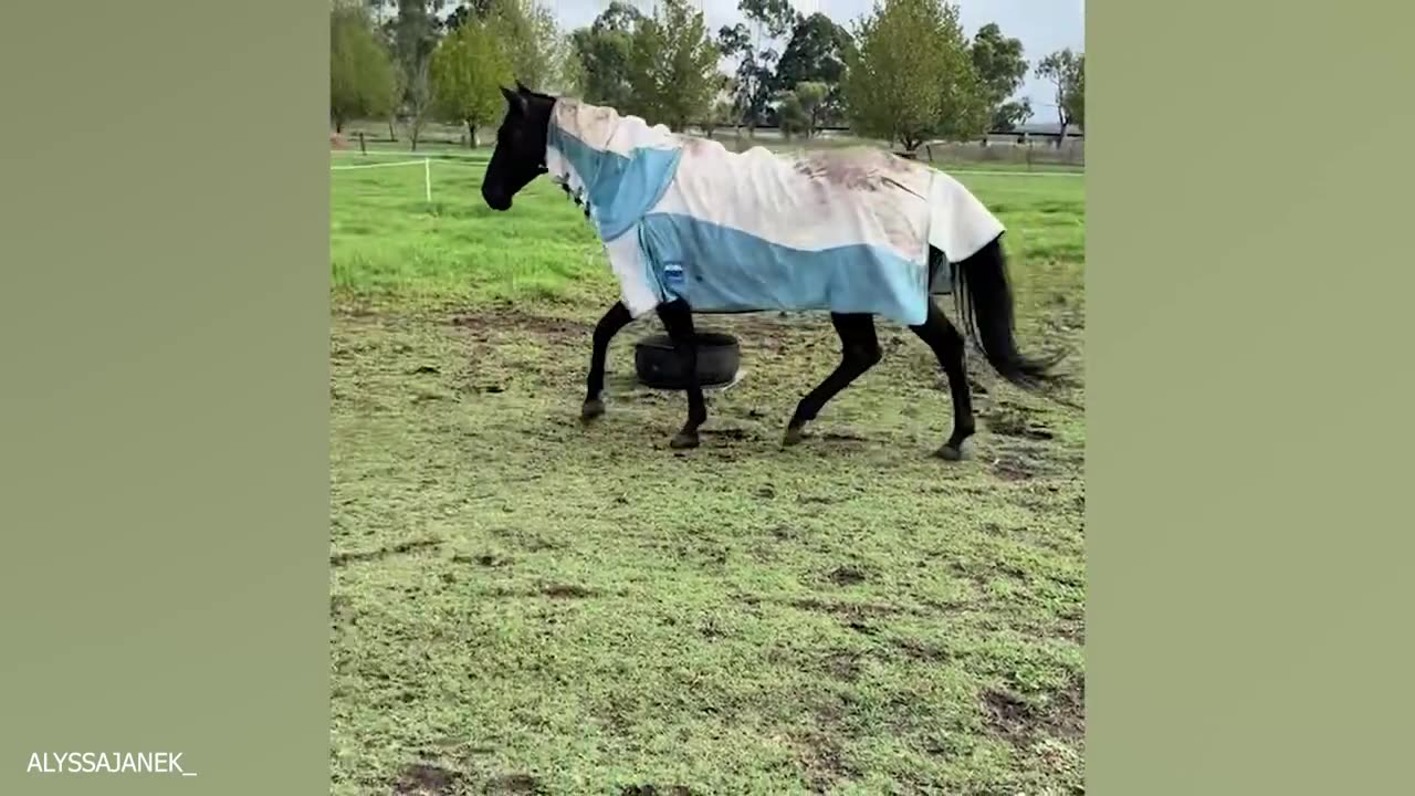 HILARIOUS ANIMAL VIDEOS will make you LAUGH YOUR HEAD OFF🤣